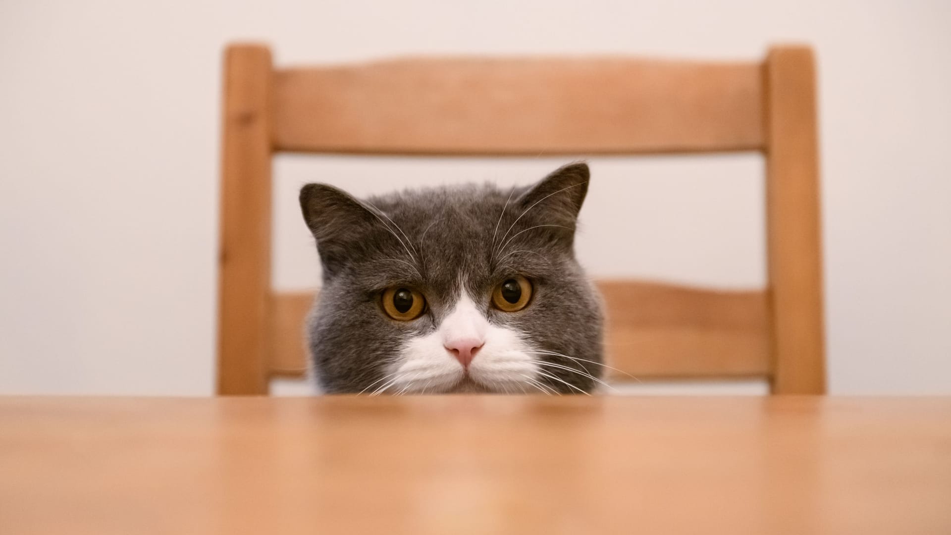 Der Katzentisch: Im heutigen Sprachgebrauch hat er nichts mehr mit Katzen zu tun.