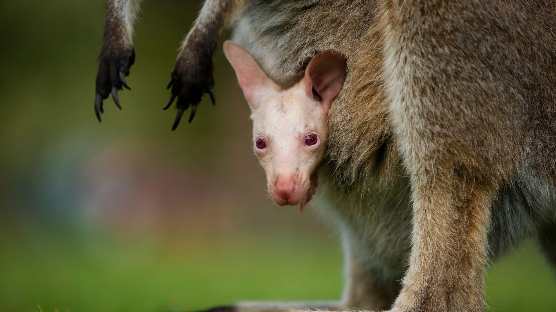 Albino-Wallaby Olaf in Australien