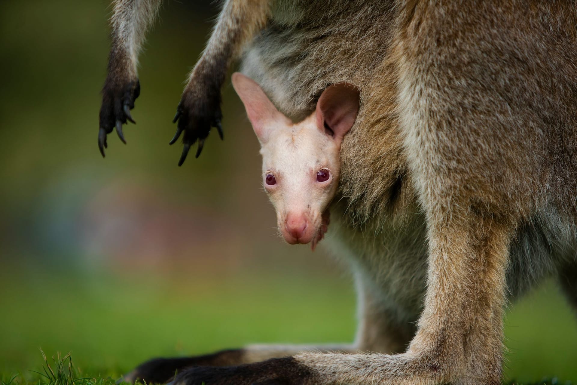 Albino-Wallaby Olaf in Australien