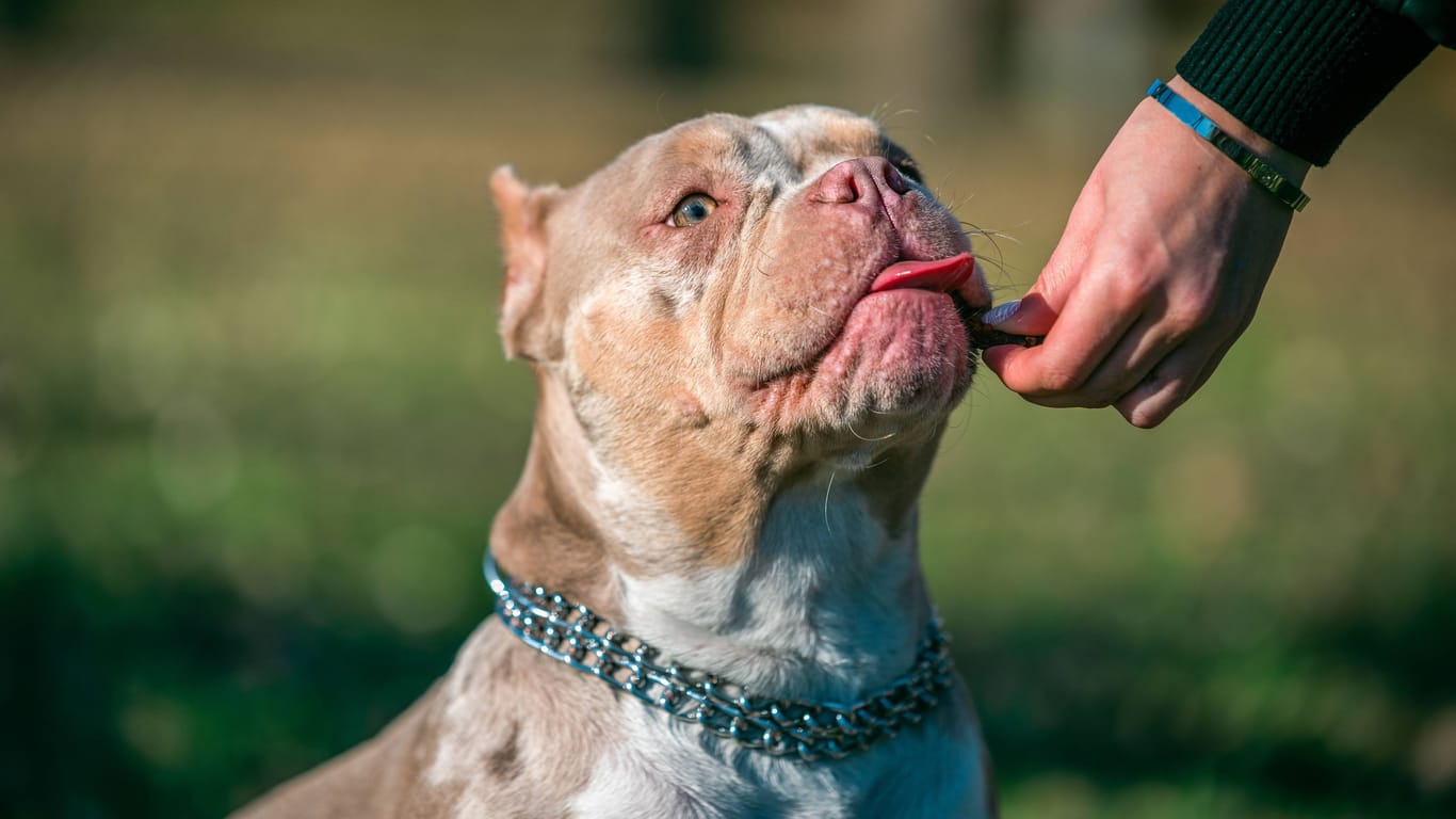 Ein American Bully beim Hundetraining. (Symbolfoto)