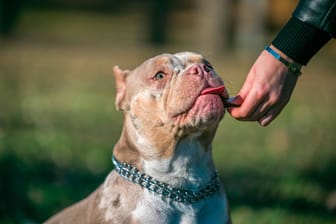 Ein American Bully beim Hundetraining. (Symbolfoto)