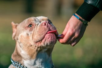 Ein American Bully beim Hundetraining. (Symbolfoto)