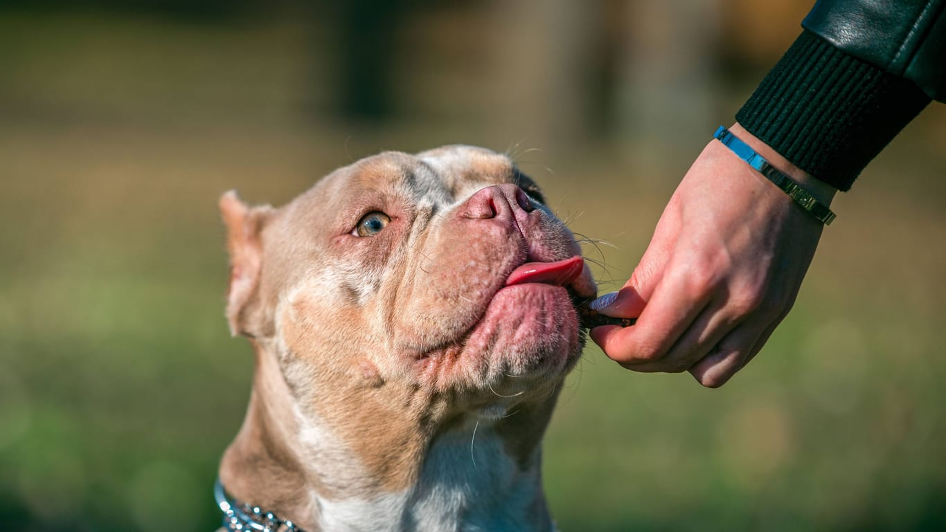 Ein American Bully beim Hundetraining. (Symbolfoto)