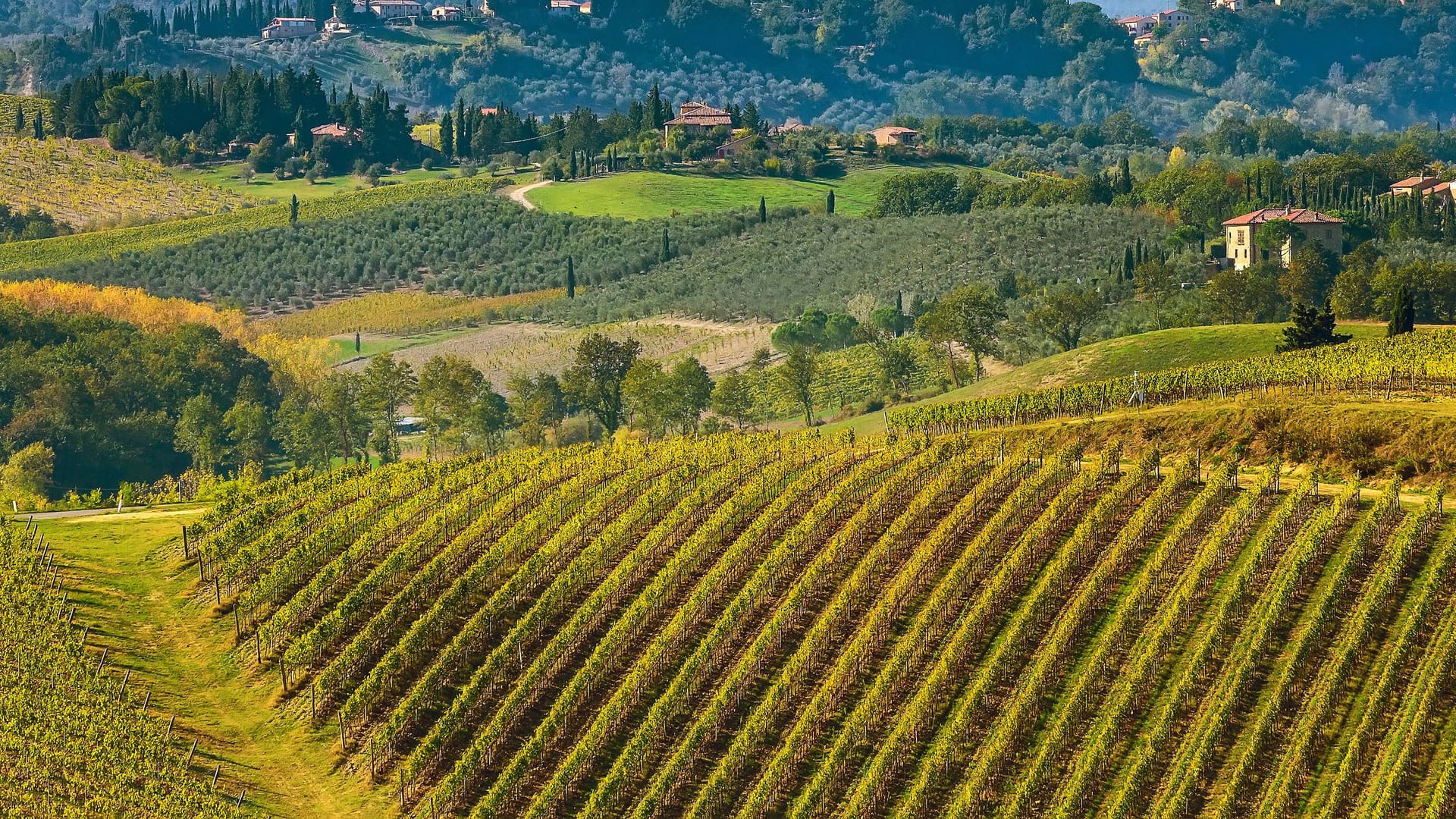 Toskanische Landschaft mit Weinbergsreihen,.