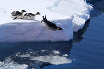 Pinguine in der Antarktis