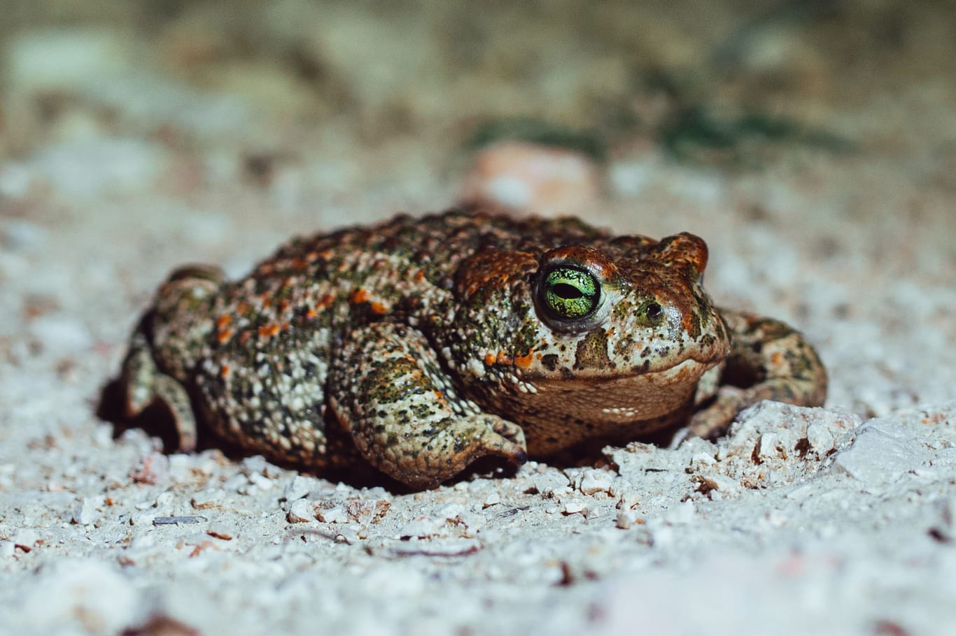 Orange and green Natterjack toad standing on a ground