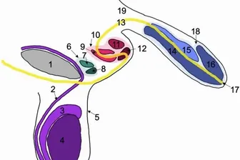 Schema der Geschlechtsteile des 78-Jährigen: 10 bezeichnet den zweiten Penis, 11 dessen Schwellkörper, 12 die Eichel, 6 den tertiären Penis, 7 die Schwellkörper des dritten Penis und 8 dessen Eichel.