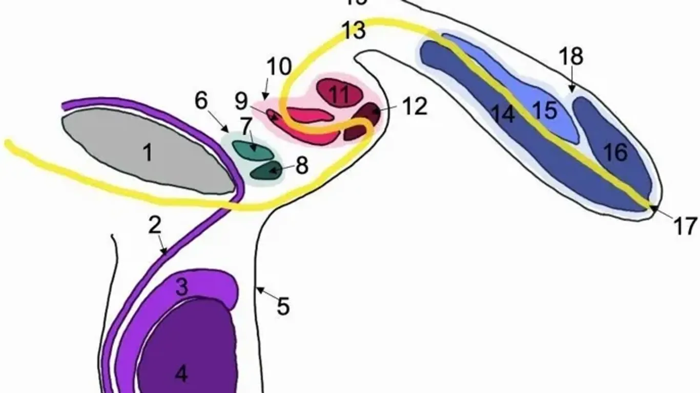 Schema der Geschlechtsteile des 78-Jährigen: 10 bezeichnet den zweiten Penis, 11 dessen Schwellkörper, 12 die Eichel, 6 den tertiären Penis, 7 die Schwellkörper des dritten Penis und 8 dessen Eichel.