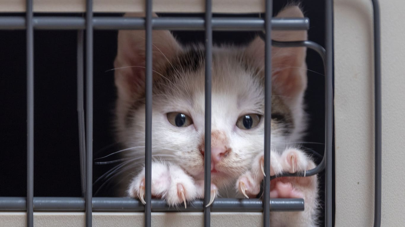 Katze in einem Tierheim (Symbolfoto).