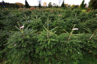 Verband: Baum in München teurer als ab Hof im Odenwald