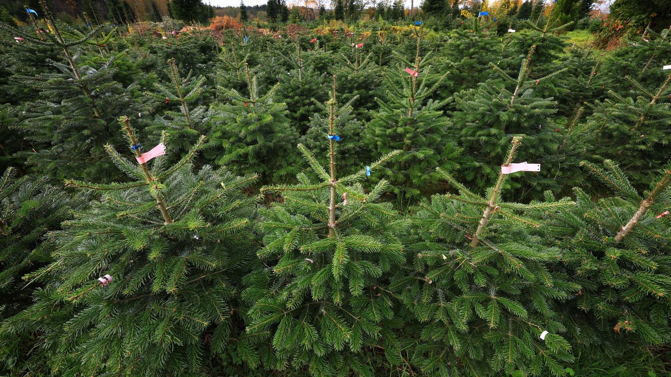 Verband: Baum in München teurer als ab Hof im Odenwald