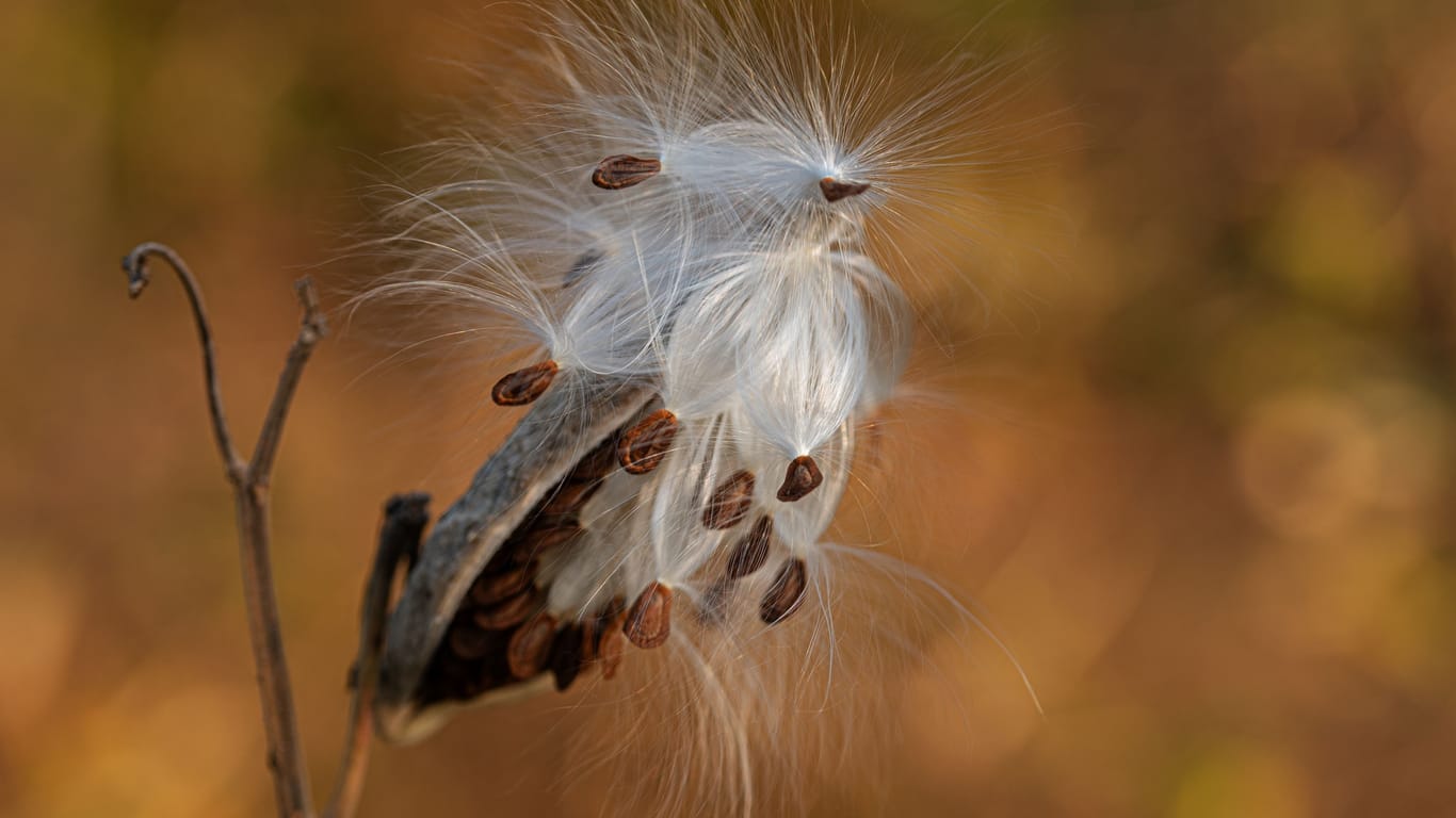 Asclepias syriaca, commonly called common milkweed, butterfly flower, silkweed, silky swallow-wort, and Virginia silkweed.