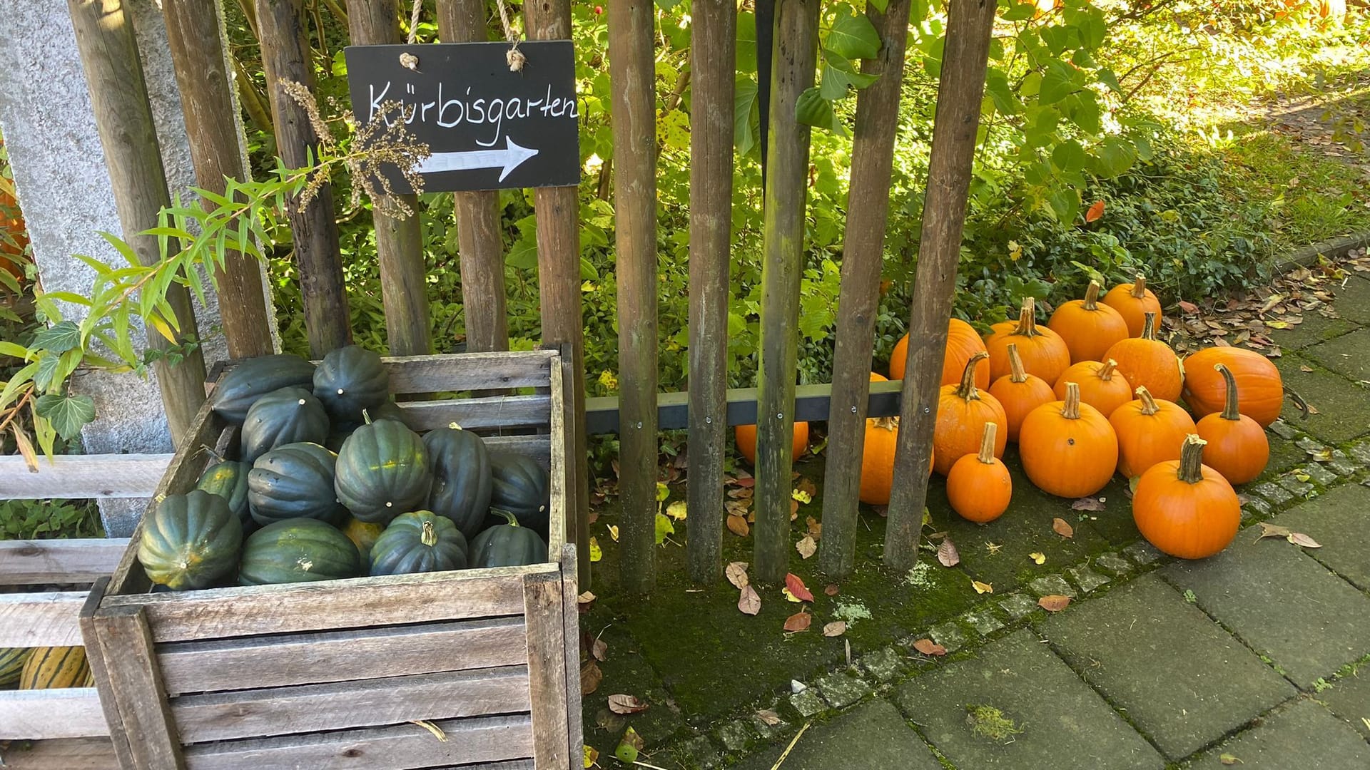 Im Kürbisgarten gibt es alle Formen und Farben des Gemüses.