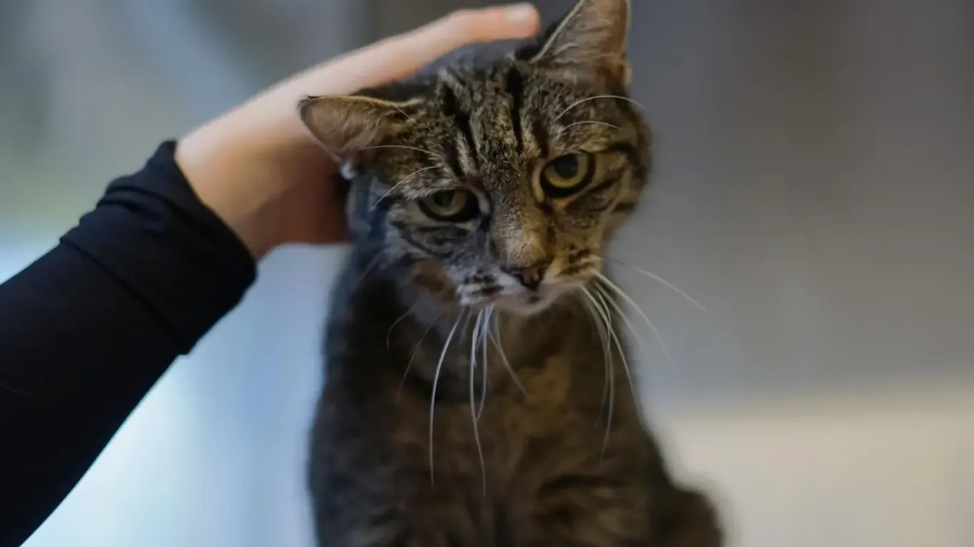 Tierheimkatze Julia wird gerne gestreichelt.