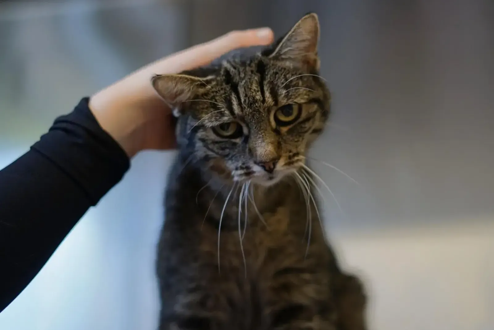 Tierheimkatze Julia wird gerne gestreichelt.