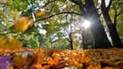 Sonnenschein bahnt sich den Weg durchs Herbstlaub (Archivbild).