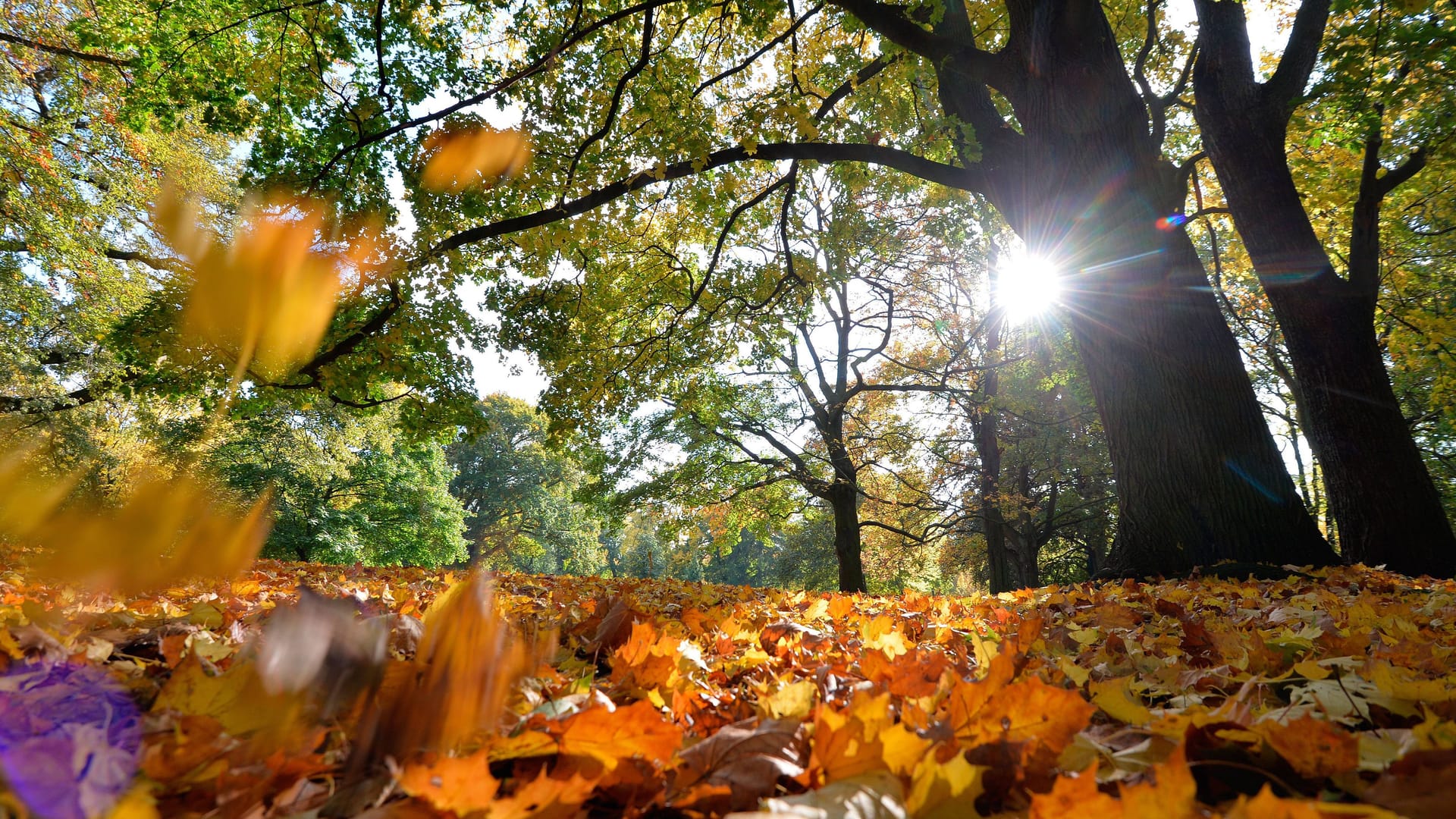 Sonnenschein bahnt sich den Weg durchs Herbstlaub (Archivbild).