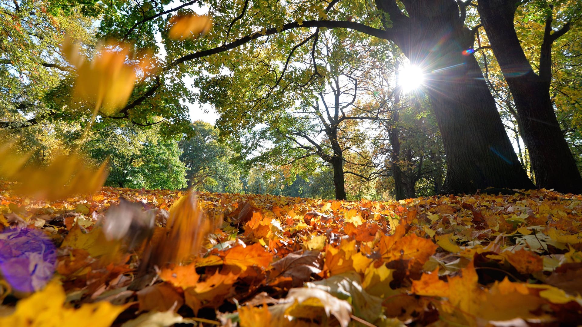 Sonnenschein bahnt sich den Weg durchs Herbstlaub (Archivbild).