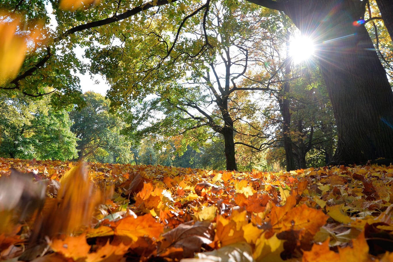 Sonnenschein bahnt sich den Weg durchs Herbstlaub (Archivbild).