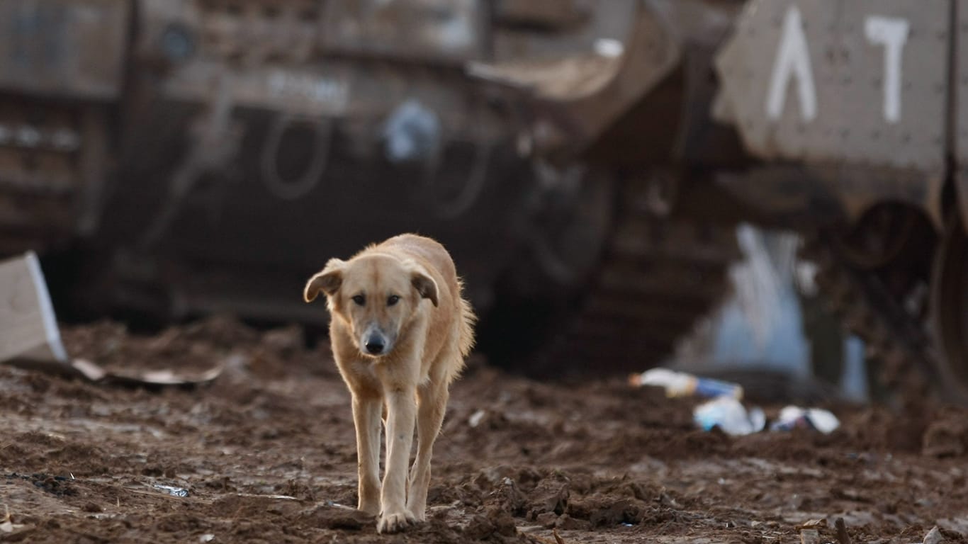 Ein Straßenhund vor einem zerstörten israelischen Panzer in Gaza: Die Tiere sollen so hungrig sein, dass sie an Leichen in den Straßen nagen.