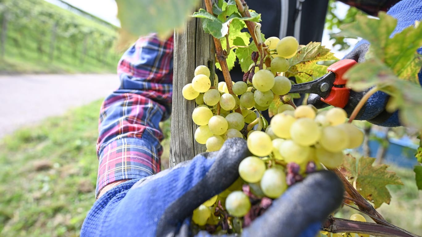 Weinlese in Württemberg