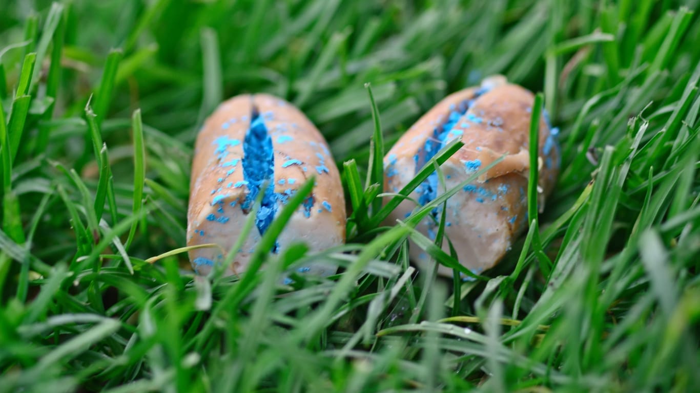 Mit Gift gefüllte Wurst liegt auf der Wiese (Symbolbild): Das Risiko für Hunde auf Spaziergängen nimmt in Bremen zu.