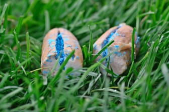 Mit Gift gefüllte Wurst liegt auf der Wiese (Symbolbild): Das Risiko für Hunde auf Spaziergängen nimmt in Bremen zu.