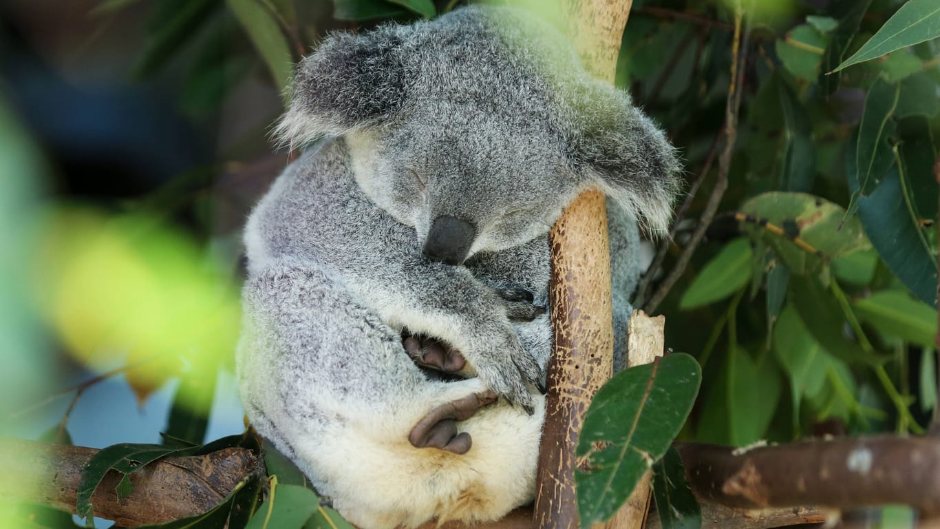 Ein Koala schläft in einem Eukalyptusbaum.