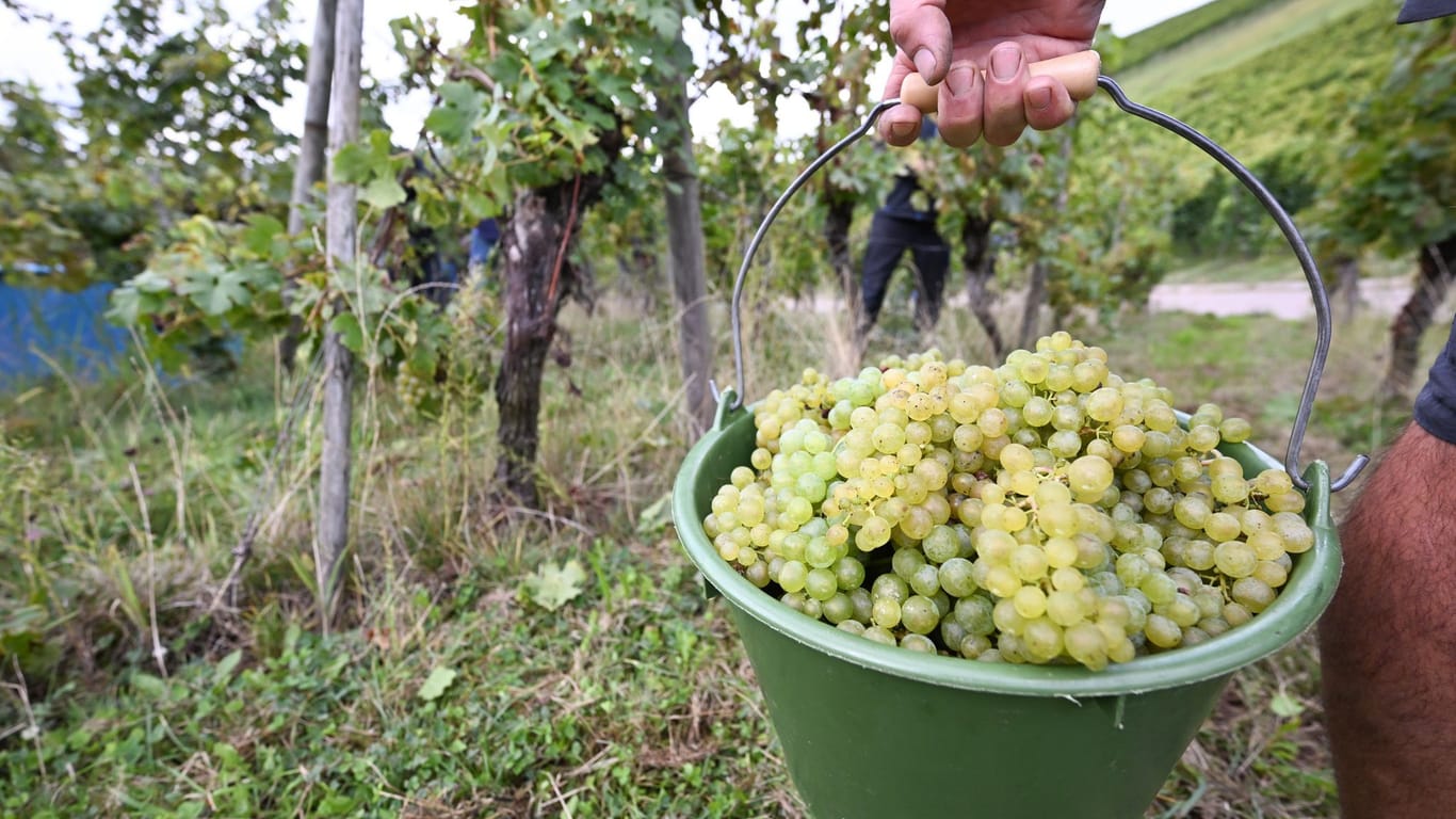 Weinlese in Württemberg