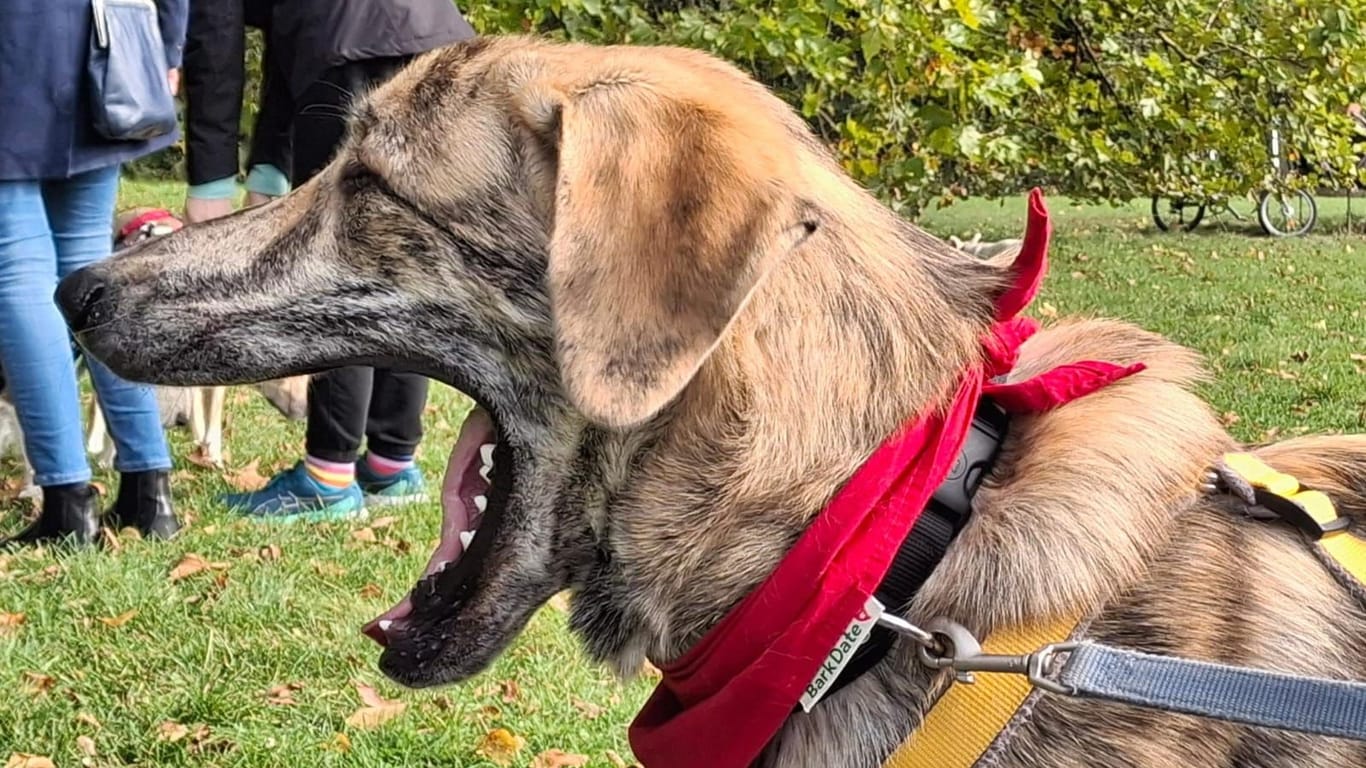 Rüde Dino sucht einen neuen Besitzer: Und muss erst mal gähnen.