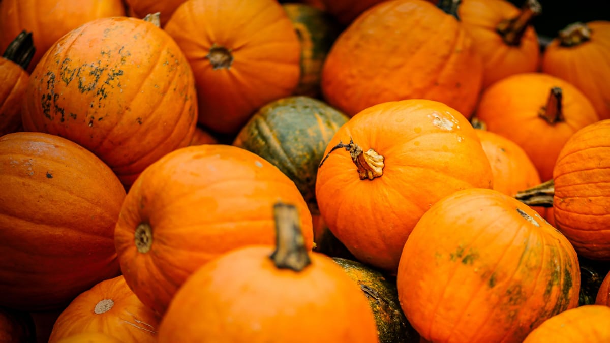 KürbisHof in Braunschweig Halloween in Papes Gemüsegarten in Watenbüttel