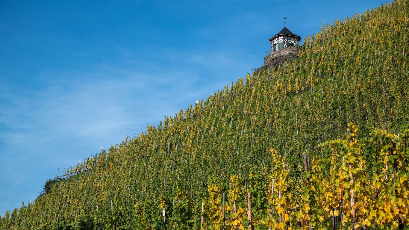 Weine von der Mosel - «Bernkasteler Doctor»