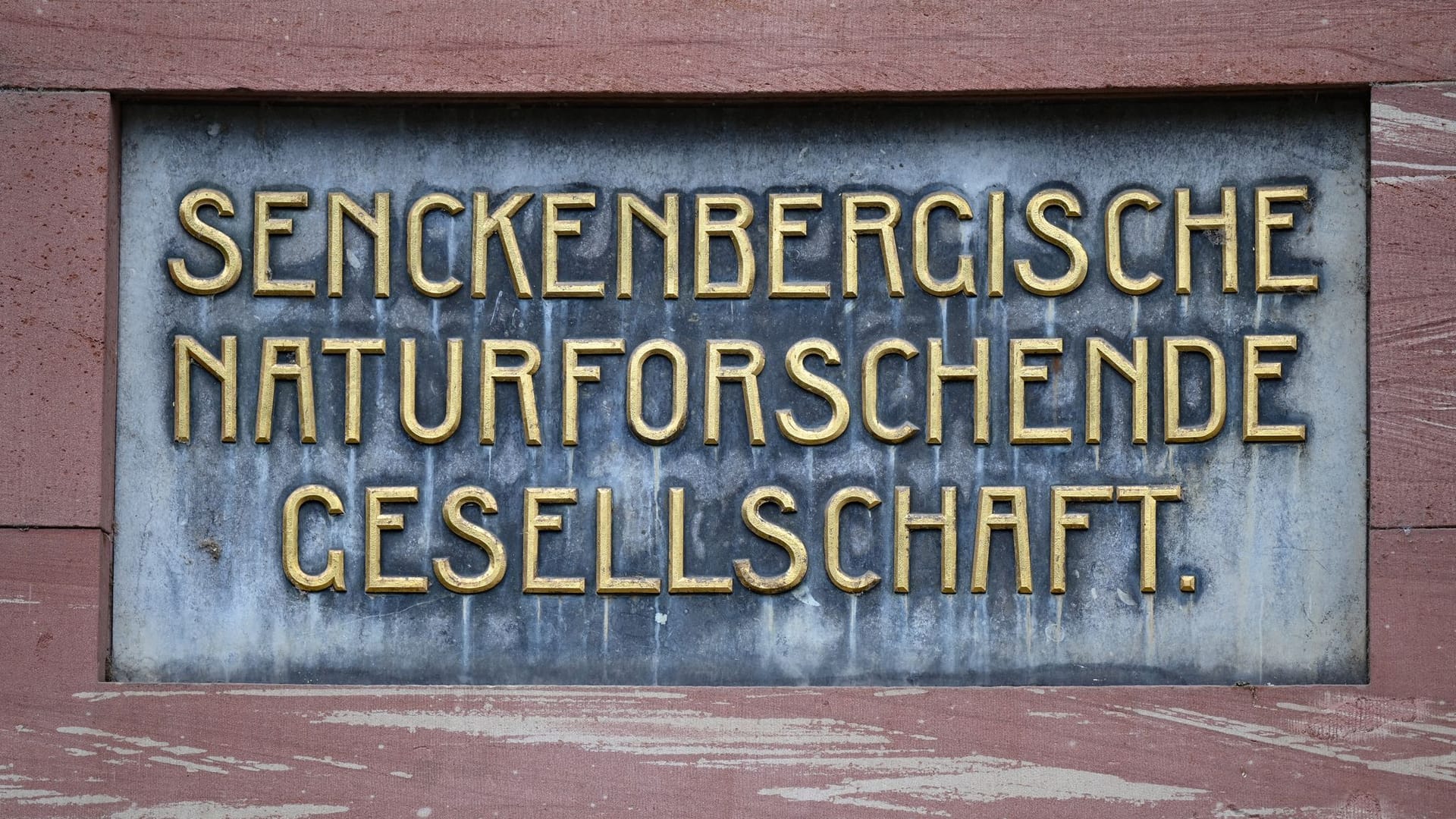 Senckenberg Gesellschaft für Naturforschung Senckenberg Gesellschaft für Naturforschung
