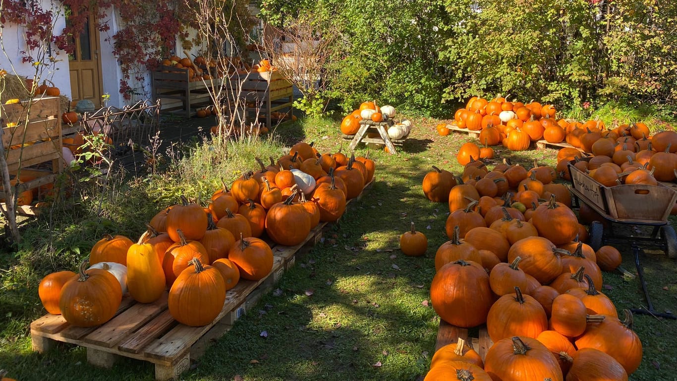 Halloween kann kommen: orangefarbene Kürbisse, so weit das Auge reicht.