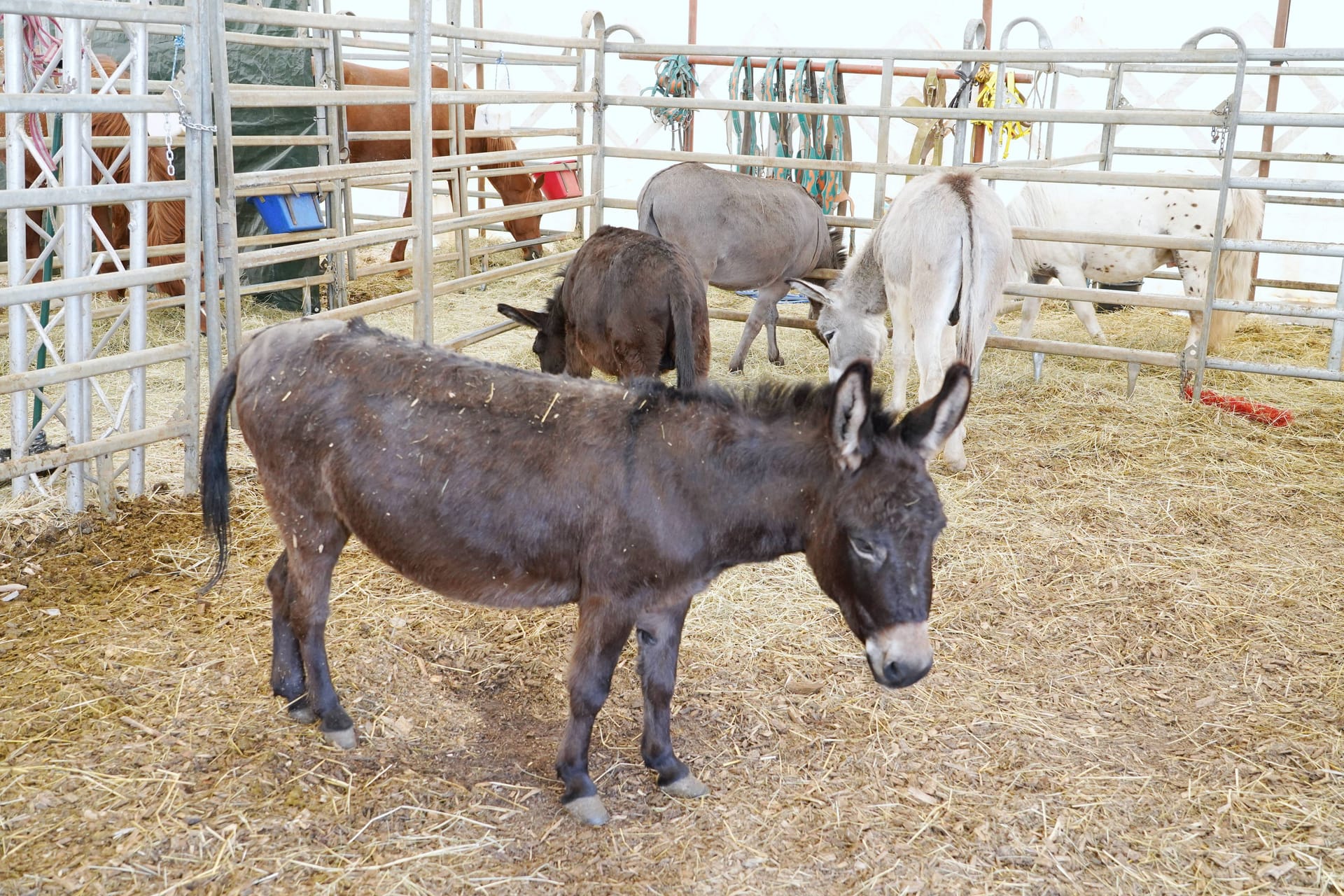 Esel in einem Zirkus (Symbolbild): Ein Tier wurde schwer verletzt und musste eingeschläfert werden.