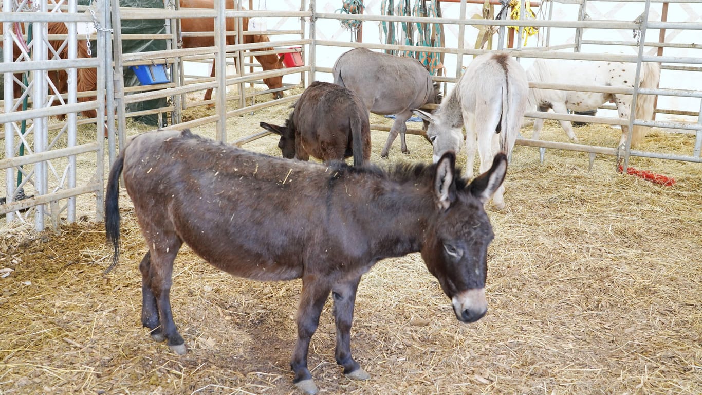 Esel in einem Zirkus (Symbolbild): Ein Tier wurde schwer verletzt und musste eingeschläfert werden.