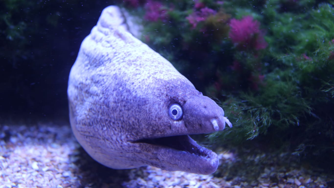 Eine Mittelmeermuräne: Bei der abendlichen Halloween-Führung im Aquazoo gibt es viele scheinbar schaurige Kreaturen zu entdecken.