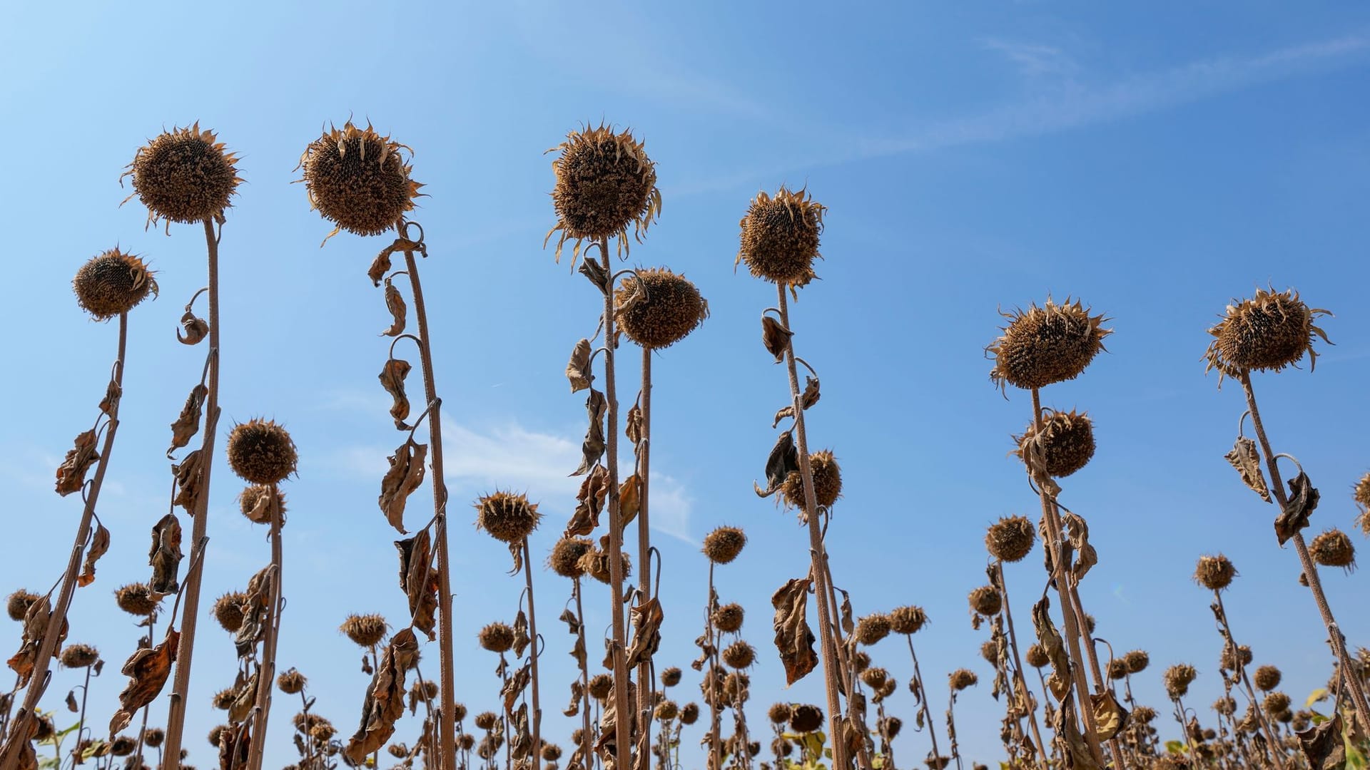 Sommerhitze auf dem Balkan