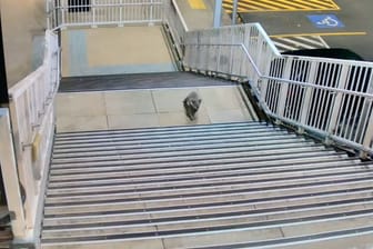 Koala besucht Bahnhof bei Sydney