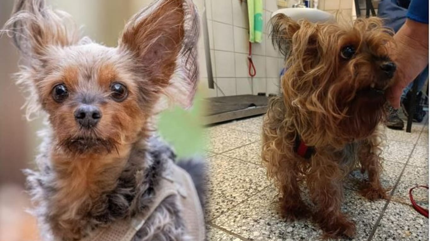 Der Rüde "Whiskey" bei seiner Ankunft im Tierheim (r.) und jetzt (l.): Der Hund hatte eine schwere Zeit.