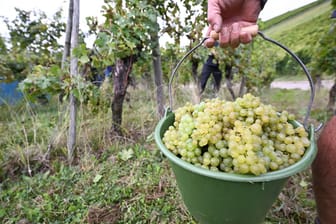 Weinlese in Württemberg