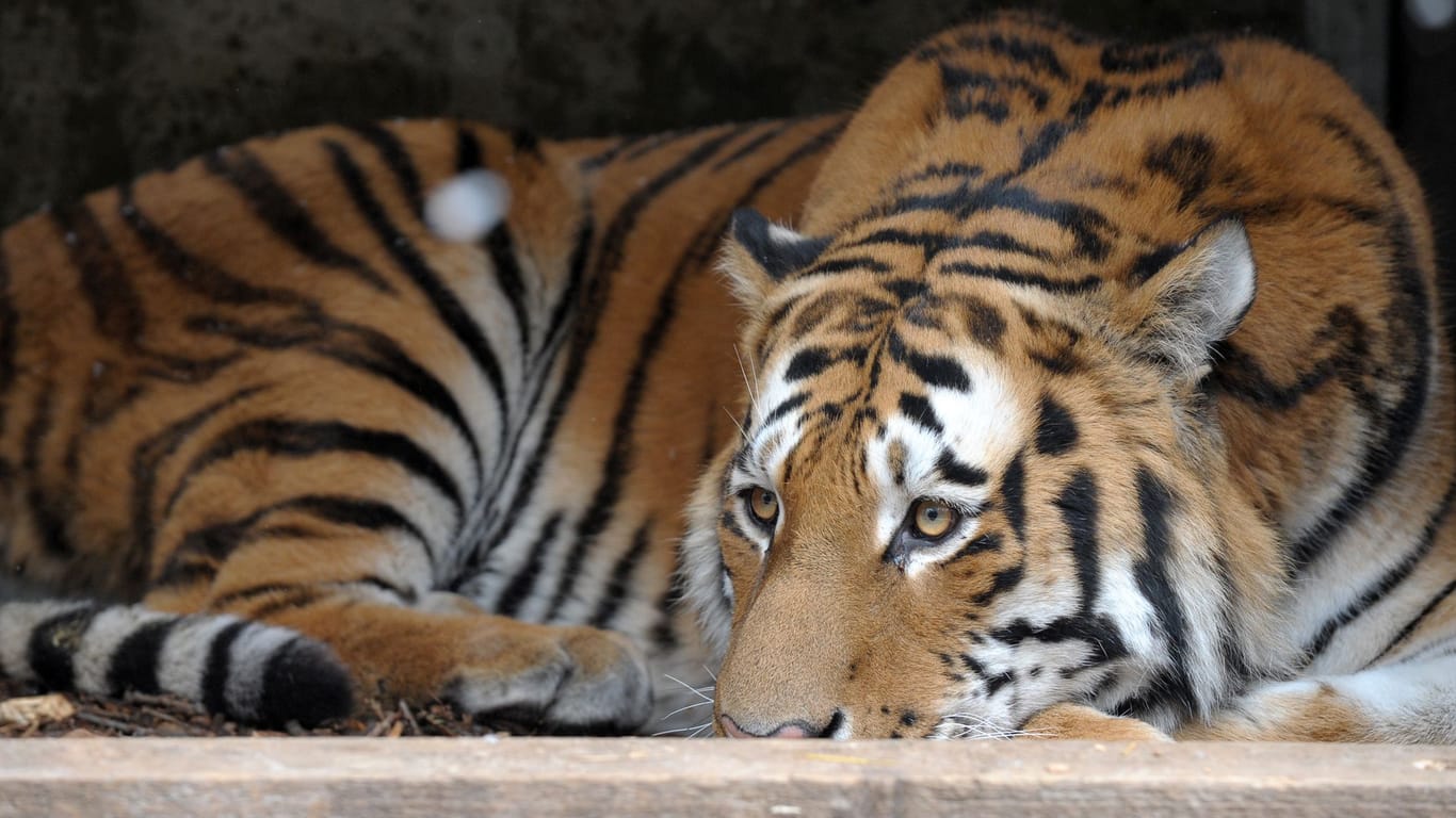 Vogelgrippe bei Tigern