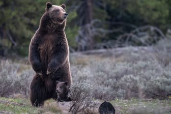 Grizzlybärin mit der Nummer 399 und ihr Kind (Archivbild): So steht es um das Kind der getötetn Bärin.