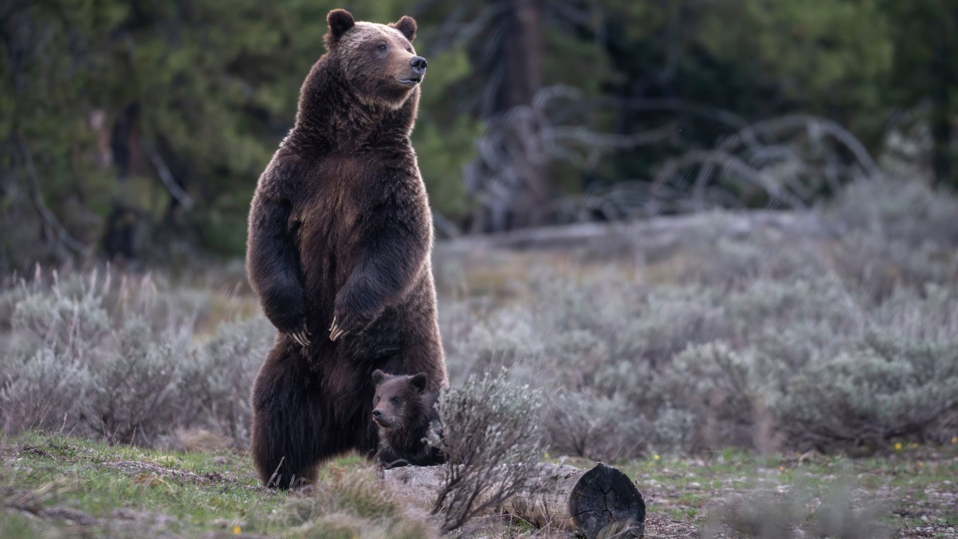 Grizzlybärin mit der Nummer 399 und ihr Kind (Archivbild): So steht es um das Kind der getötetn Bärin.