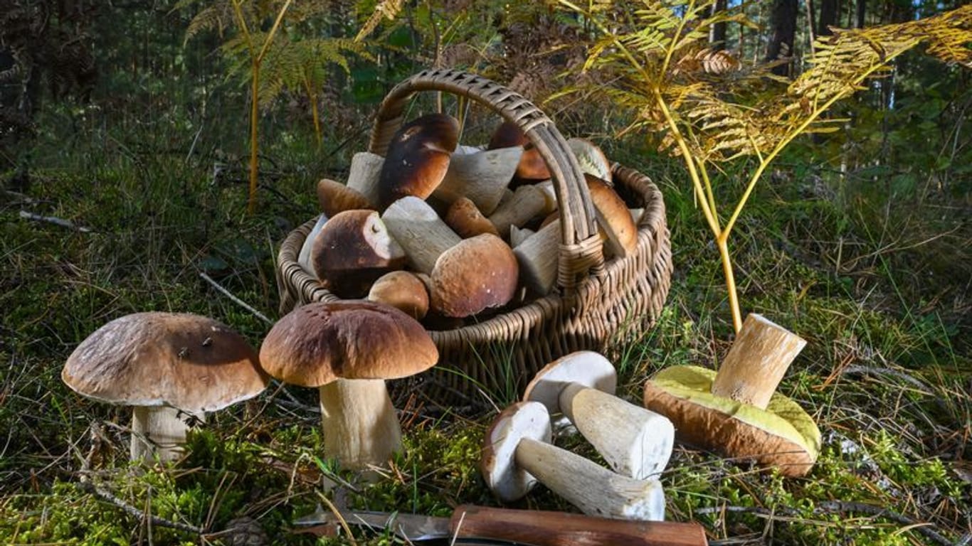 Ein voller Korb mit Steinpilzen (Symbolbild): In Niedersachsen ist eine Frau beim Pilzesammeln ums Leben gekommen.