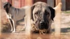 Beautiful anatolian shepherd dog (sivas kangal kopek/kopegi) is behind cage in a dog farm im Kangal city, Sivas Turkey.