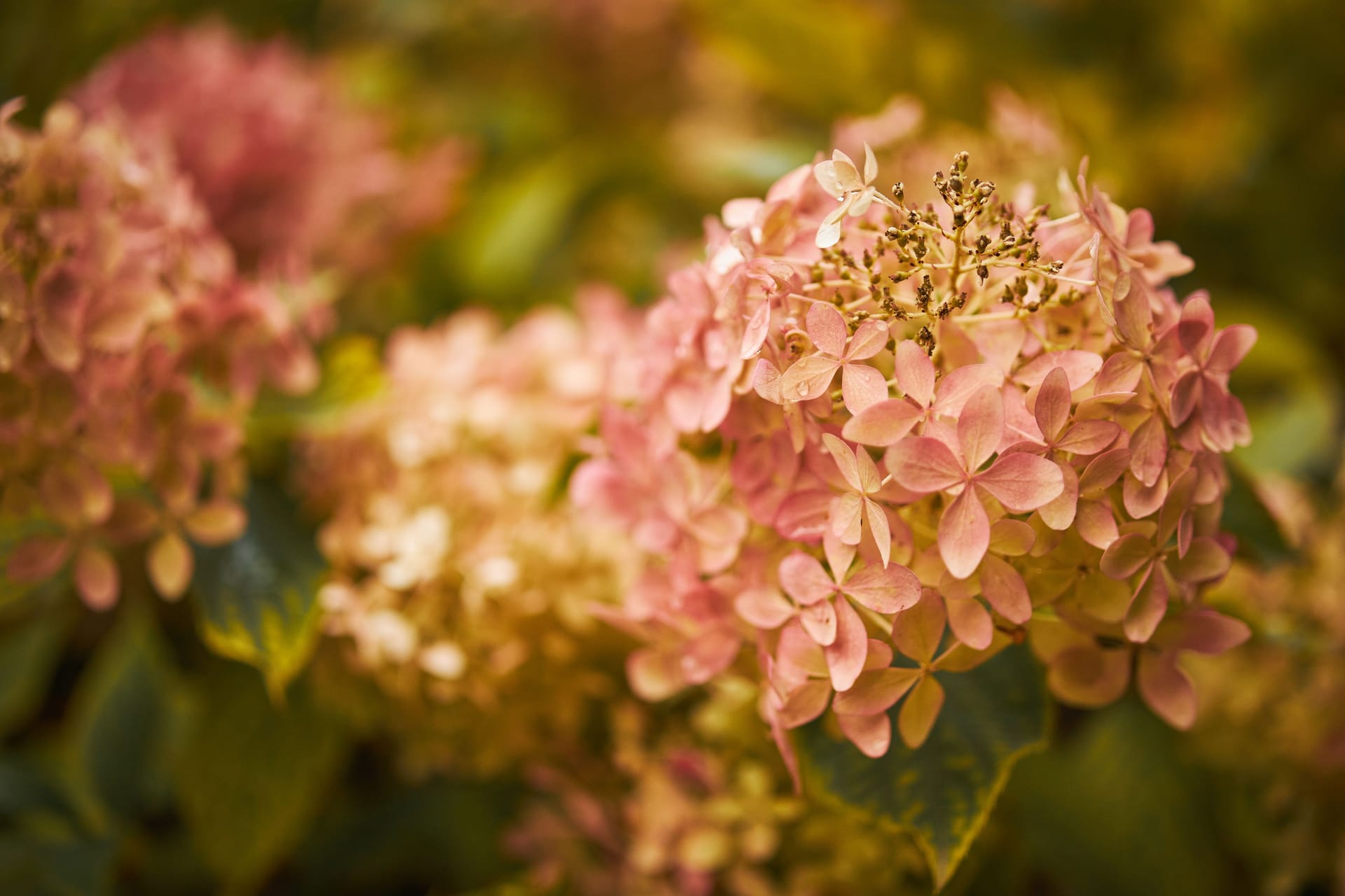 Hydrangea Arborescens or Smooth Hydrangea, flowers in autumn park.