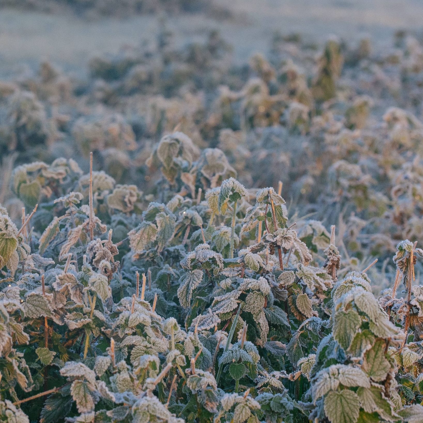 Frost in Köln (Archivbild): Die nächsten Tage werden kalt