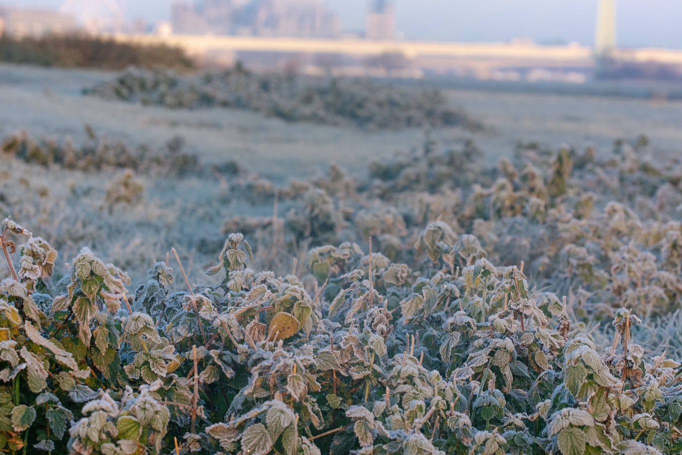 Frost in Köln (Archivbild): Die nächsten Tage werden kalt