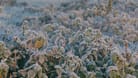 Frost in Köln (Archivbild): Die nächsten Tage werden kalt